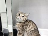Aile Sıcaklığnda Büyüyen  Scottish Fold British Yavruları