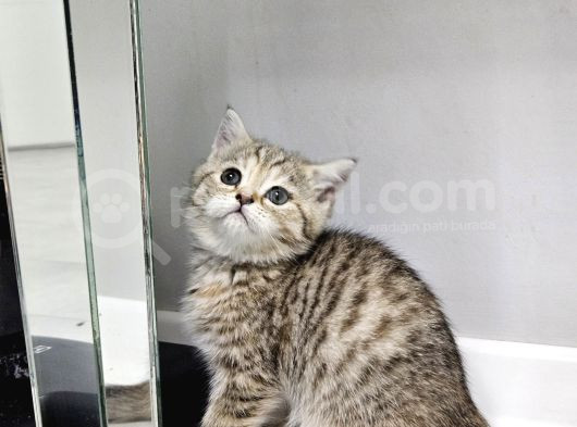 Aile Sıcaklığnda Büyüyen  Scottish Fold British Yavruları görsel