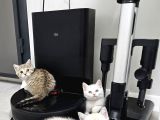 Aile Sıcaklığnda Büyüyen  Scottish Fold British Yavruları