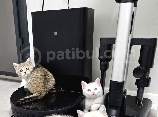 Aile Sıcaklığnda Büyüyen  Scottish Fold British Yavruları görsel