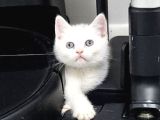 Aile Sıcaklığnda Büyüyen  Scottish Fold British Yavruları