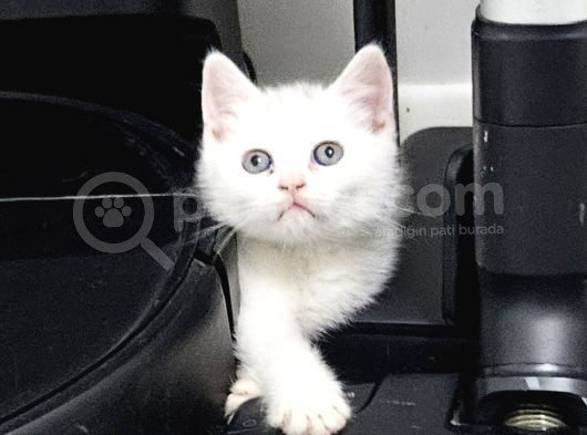 Aile Sıcaklığnda Büyüyen  Scottish Fold British Yavruları görsel