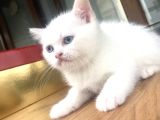 Aile Sıcaklığnda Büyüyen  Scottish Fold British Yavruları