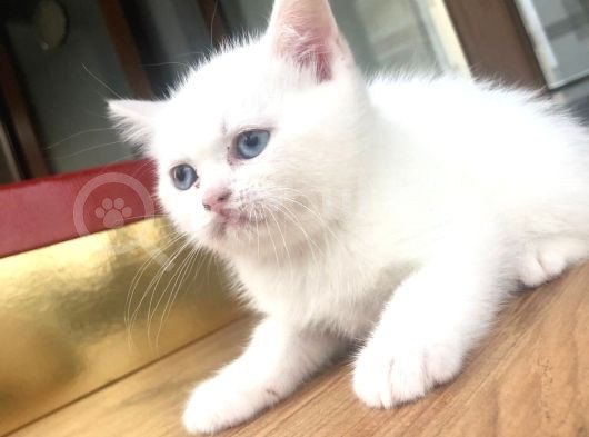 Aile Sıcaklığnda Büyüyen  Scottish Fold British Yavruları görsel