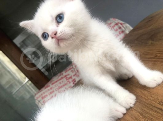 Aile Sıcaklığnda Büyüyen  Scottish Fold British Yavruları görsel