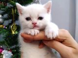 Aile Sıcaklığnda Büyüyen  Scottish Fold British Yavruları