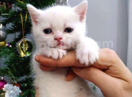 Aile Sıcaklığnda Büyüyen  Scottish Fold British Yavruları görsel