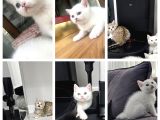 Aile sıcaklığnda büyüyen  scottish fold british yavruları