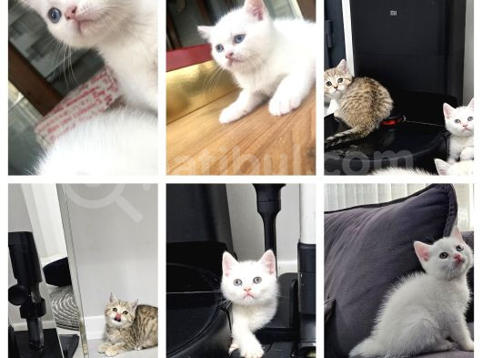 Aile Sıcaklığnda Büyüyen  Scottish Fold British Yavruları