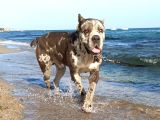 Merle cane corso yavruları
