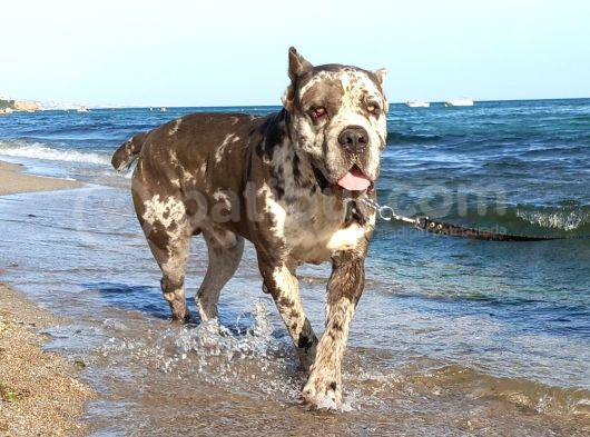 Merle Cane Corso Yavruları