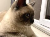British Shorthair Blue
