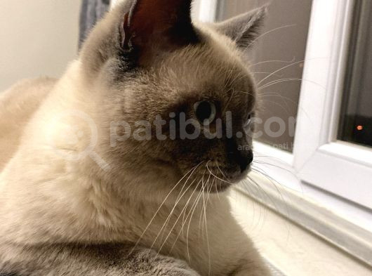 British Shorthair Blue görsel