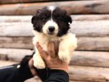 Dunyani̇n En Zeki̇ Irki Border Collie