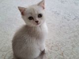 Prenses anneden ayrılmaya hazır