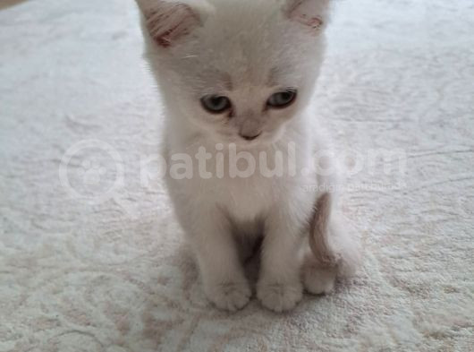 Prenses Anneden Ayrılmaya Hazır görsel