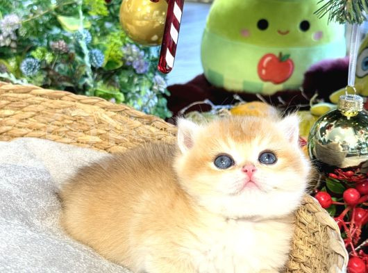 Dünyanı En Güzel Kedisi görsel