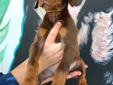 Mükemmel Dev Doberman Yavruları