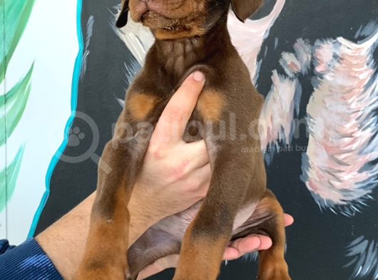 Mükemmel Dev Doberman Yavruları görsel