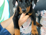 Mükemmel Dev Doberman Yavruları