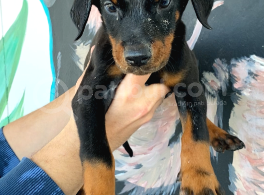 Mükemmel Dev Doberman Yavruları görsel