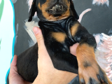 Mükemmel Dev Doberman Yavruları