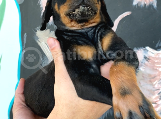 Mükemmel Dev Doberman Yavruları görsel