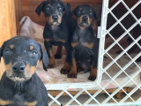 Mükemmel dev doberman yavruları
