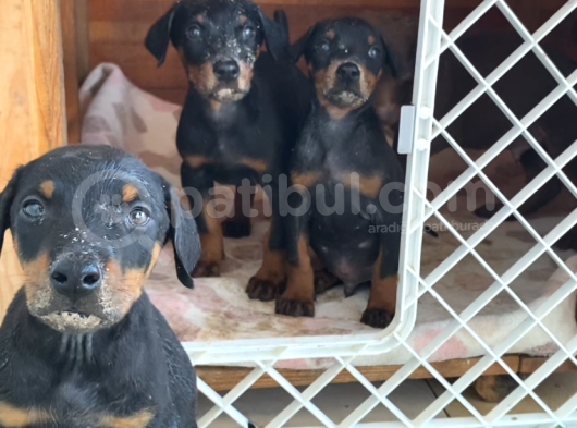Mükemmel Dev Doberman Yavruları