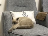 British Shorthair Blue
