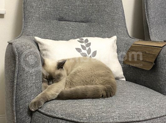 British Shorthair Blue görsel
