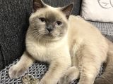 British Shorthair Blue