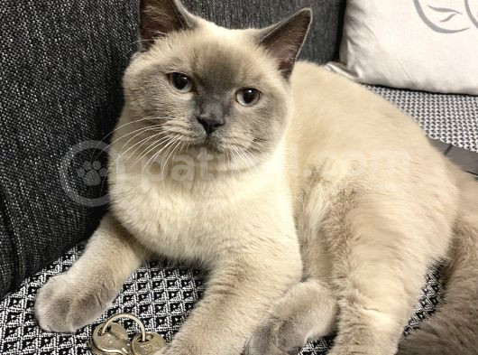 British Shorthair Blue görsel