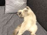 British shorthair blue