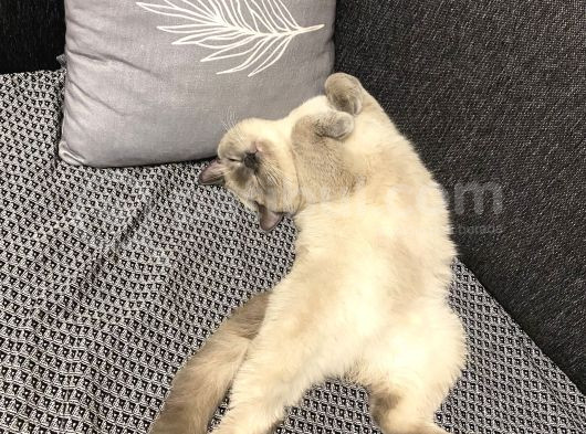 British Shorthair Blue