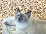British Shorthair Blue