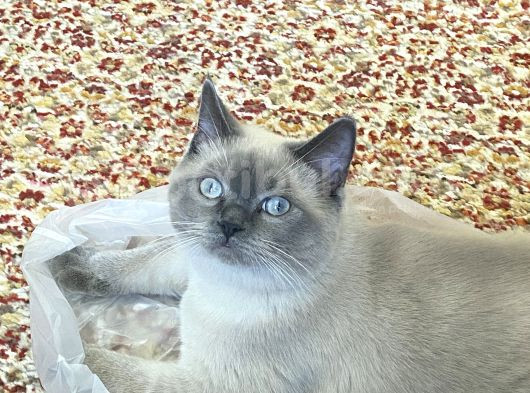 British Shorthair Blue görsel