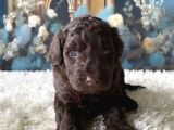 2 aylık maltipoo yavruları