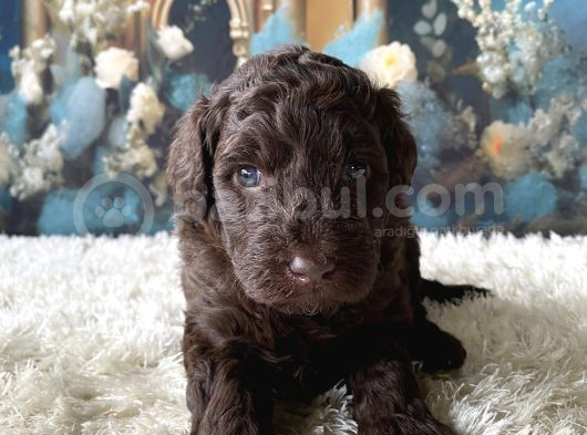 2 aylık maltipoo yavruları