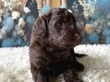 2 Aylık Maltipoo Yavruları
