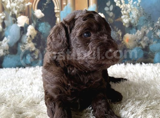 2 Aylık Maltipoo Yavruları görsel