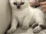 British blue point