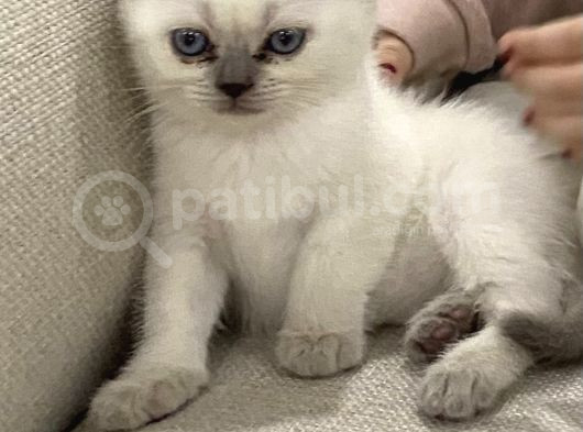 British Blue Point