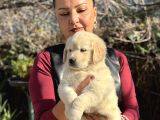 Efsane Bebek Yüzlü Golden Retriever Yavrularımız