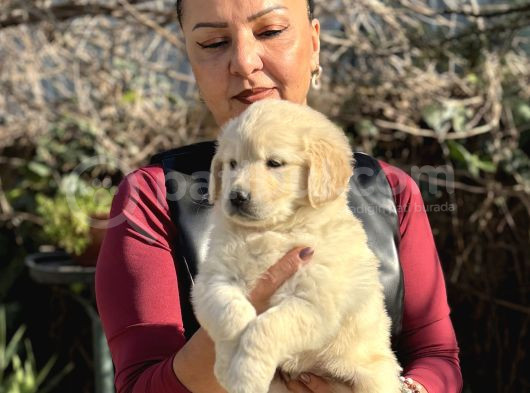 Efsane Bebek Yüzlü Golden Retriever Yavrularımız görsel