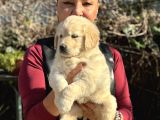 Efsane Bebek Yüzlü Golden Retriever Yavrularımız
