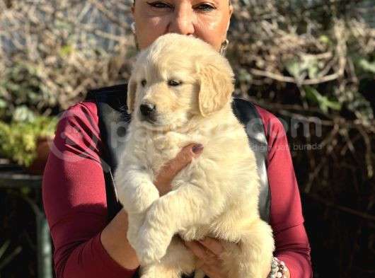 Efsane Bebek Yüzlü Golden Retriever Yavrularımız görsel