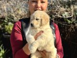 Efsane Bebek Yüzlü Golden Retriever Yavrularımız