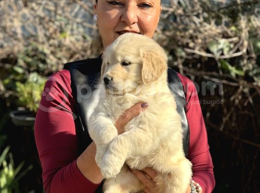 Efsane Bebek Yüzlü Golden Retriever Yavrularımız görsel