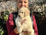Efsane Bebek Yüzlü Golden Retriever Yavrularımız